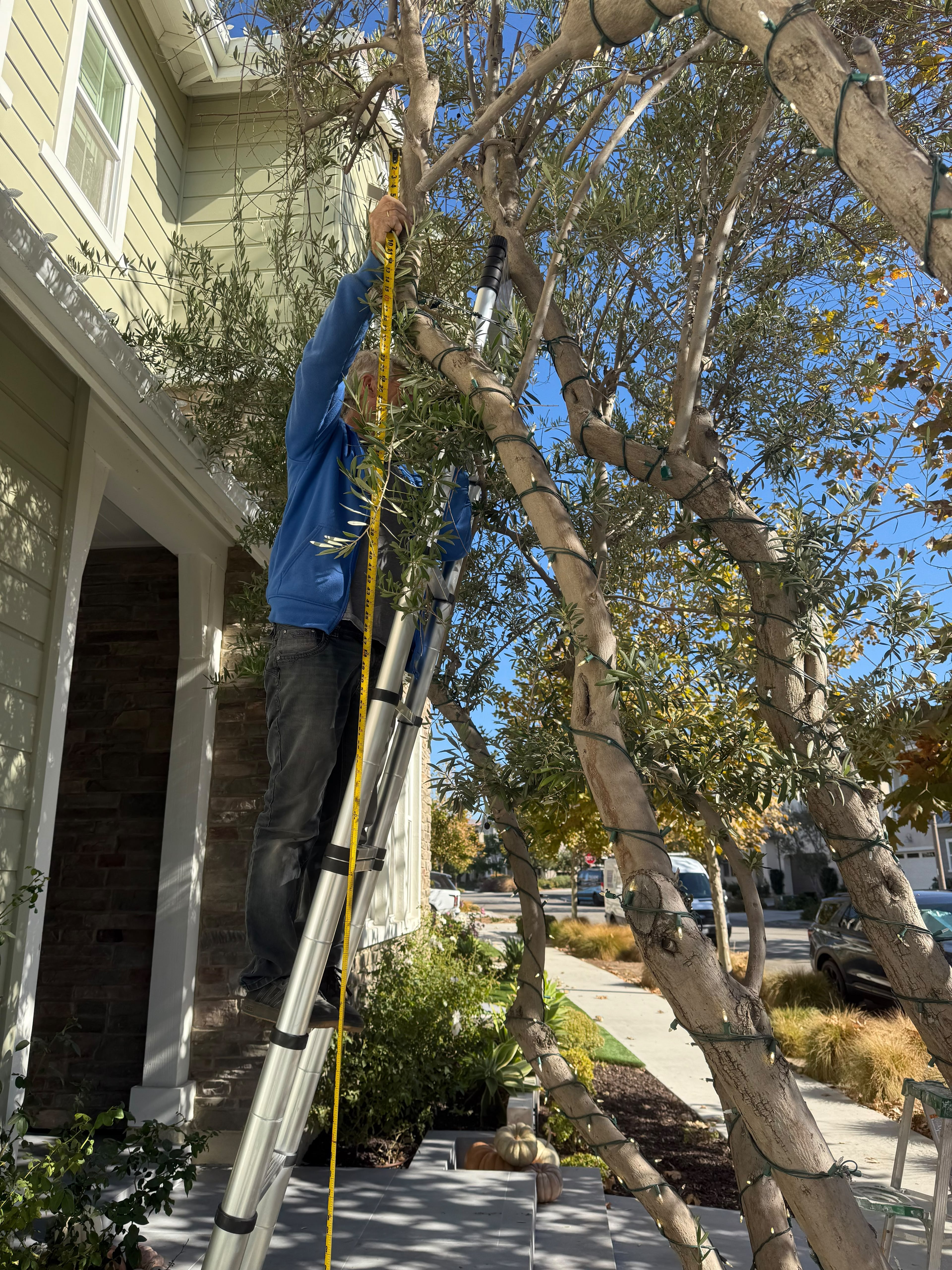 Installer on a ladder wrapping a tree with Christmas lights in daylight.